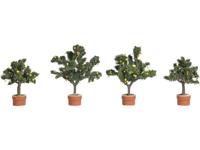 Busch BUSCH JAEGER 6619 Set bomen Citrusbomen 45 tot 58 mm Groen (gemiddeld) 1 stuk(s)