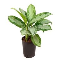 Aglaonema silver bay XS hydrocultuur plant - thumbnail