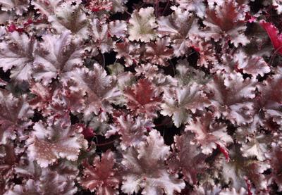 Purperklokje Purperklokje