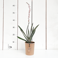 BIO Gasteria bicolor - p12 BIO Gasteria bicolor - p12