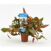 Ludwigia repens rubin - Diamond Red - 10 stuks - aquarium plant - thumbnail