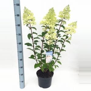 Hydrangea Paniculata "Silver Dollar" pluimhortensia - 80-90 cm - 1 stuks