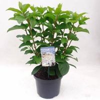 Hydrangea Paniculata "Silver Dollar" pluimhortensia - 80-90 cm - 1 stuks - thumbnail