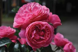 Roze Stamroos