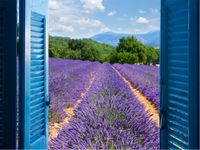 Tuinposter lavendel 3