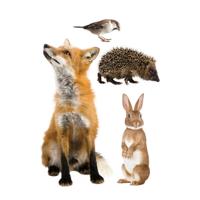 KEK Amsterdam muurstickers Forest Friends (set van 4) ( cm)