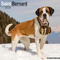 Saint Bernard Calendar 2026 Square Dog Breed Wall Calendar - 16 Month