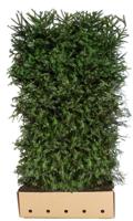 Kant & klaar haag Picea Abies 200 x 100 cm breed Fijnspar Quickhedge - Quickhedge