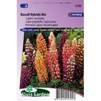 Lupine bloemzaden – Russell Hybrids Mix - thumbnail