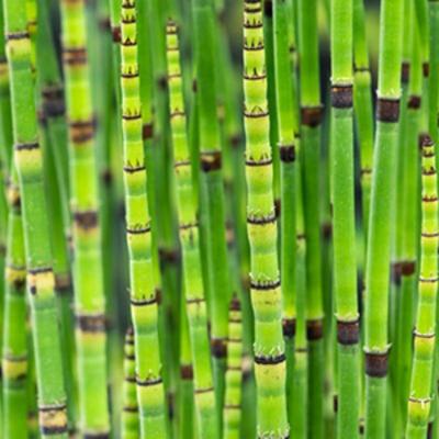 Moerings Equisetum japonica - Japanse holpijp