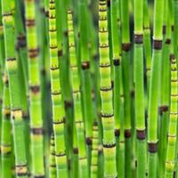 Moerings Equisetum japonica - Japanse holpijp