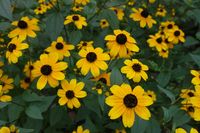 Rudbeckia - thumbnail