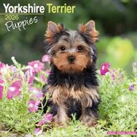 Yorkshire Terrier Puppies Calendar 2026 Square Dog Puppy Breed Wall Calendar - 16 Month