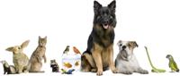 Muursticker - Honden en dieren - thumbnail