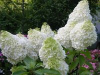 Pluimhortensia - thumbnail