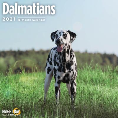 Dalmatier Kalender 2021