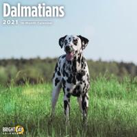 Dalmatier Kalender 2021