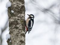 Tuinposter Winter Specht - thumbnail