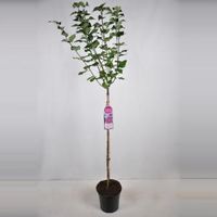 Sering op stam 85 cm (syringa vulgaris hyacinthflora "Esther Staley") - thumbnail