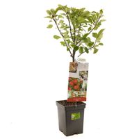 Appelboom Malus d. Elstar 90 cm