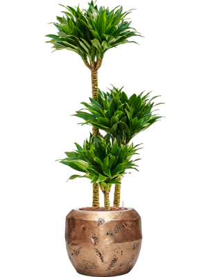 Dracaena Compacta in Baq Opus Raw Goud