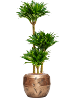 Dracaena Compacta in Baq Opus Raw Goud