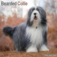 Bearded Collie Calendar 2026 Square Dog Breed Wall Calendar - 16 Month