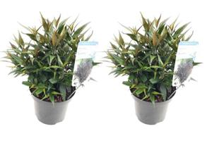 Strobilanthus 'Brunetthy' - set of 2