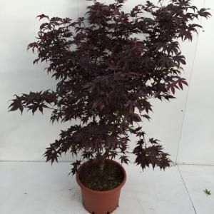 Japanse esdoorn (Acer palmatum "Bloodgood") heester - 100+ cm - 1 stuks