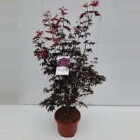 Japanse esdoorn (Acer palmatum "Bloodgood") heester - 100+ cm - 1 stuks - thumbnail