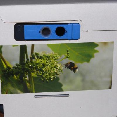 Hommelkast| +80 werksters | tot 700m² bestuiving