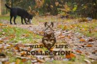 Wild Life Collection Pluche speelgoed voor honden, wilde hond, konijn