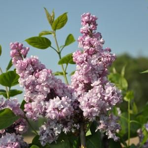 Sering (syringa vulgaris "Duc de Massa")