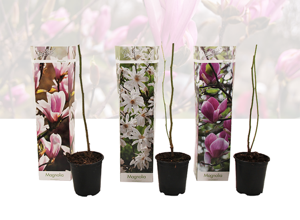 Mix van 3 Winterharde Magnolia's