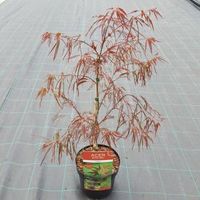 Japanse esdoorn (Acer palmatum "Enkan") heester - 40-50 cm - 1 stuks - thumbnail