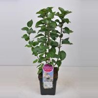 Sering (syringa vulgaris "Souv. d'Alice Harding") - 50-70 cm - 1 stuks - thumbnail