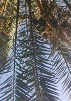 Ellen  Mastenbroek Onder de palmboom