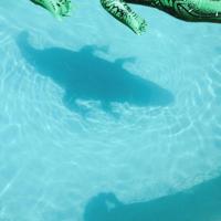 The Official Body - CD (0600116514721)