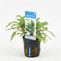 Cryptocoryne wendtii - 6 stuks - aquarium plant - thumbnail