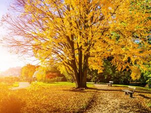 Tuinposter Herfst