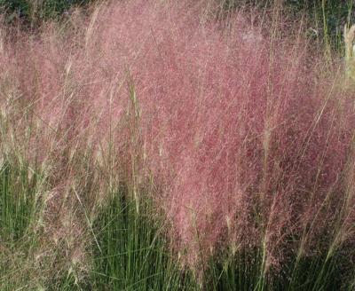 Muhlenbergia capillaris