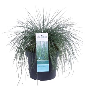 Festuca glauca Azura Blue - Blauw Schapengras - P19