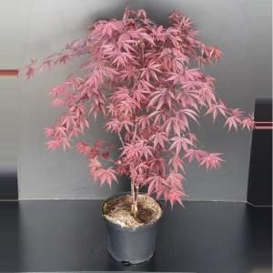 Japanse esdoorn (Acer palmatum "Fireglow") heester