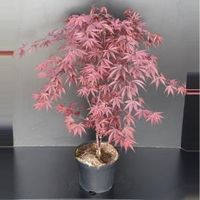 Japanse esdoorn (Acer palmatum "Fireglow") heester - thumbnail