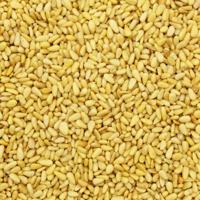 Pijnboompitten (bio) 150 gram