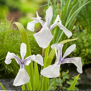 Witte iris / Iris laevigata 'Snowdrift'