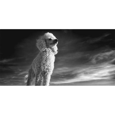 Wanddecoratie Faces 012 98x48cm Wanddecoratie Faces 012 98x48cm