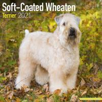 Softcoated Wheaten Terrier Kalender 2021