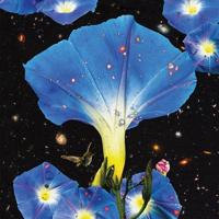 Nighttime Birds And Morning Stars - LP (0790377048315)