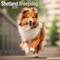Shetland Sheepdog Calendar 2026 Square Dog Breed Wall Calendar - 16 Month